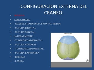 CONFIGURACION EXTERNA DEL CRANEO: BOVEDA: LINEA MEDIA: - GLABELA (EMINENCIA FRONTAL MEDIA) - SUTURA FRONTAL - SUTURA SAGITAL  LATERALMENTE: - TUBEROSIDAD FRONTAL - SUTURA CORONAL - TUBEROSIDAD PARIETAL - SUTURA LAMDOIDEA - BREGMA - LAMDA 
