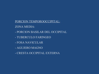 PORCION TEMPOROOCCIPITAL: ZONA MEDIA: - PORCION BASILAR DEL OCCIPITAL - TUBERCULO FARINGEO - FOSA NAVICULAR - AGUJERO MAGNO - CRESTA OCCIPITAL EXTERNA 