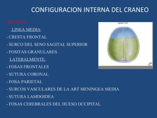 CONFIGURACION INTERNA DEL CRANEO BOVEDA: LINEA MEDIA : - CRESTA FRONTAL - SURCO DEL SENO SAGITAL SUPERIOR - FOSITAS GRANULARES LATERALMENTE: - FOSAS FRONTALES - SUTURA CORONAL - FOSA PARIETAL - SURCOS VASCULARES DE LA ART MENINGEA MEDIA - SUTURA LAMDOIDEA - FOSAS CEREBRALES DEL HUESO OCCIPITAL 