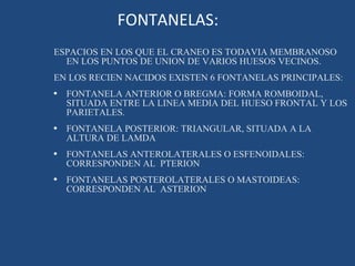 FONTANELAS: ESPACIOS EN LOS QUE EL CRANEO ES TODAVIA MEMBRANOSO EN LOS PUNTOS DE UNION DE VARIOS HUESOS VECINOS. EN LOS RECIEN NACIDOS EXISTEN 6 FONTANELAS PRINCIPALES: FONTANELA ANTERIOR O BREGMA: FORMA ROMBOIDAL, SITUADA ENTRE LA LINEA MEDIA DEL HUESO FRONTAL Y LOS PARIETALES. FONTANELA POSTERIOR: TRIANGULAR, SITUADA A LA ALTURA DE LAMDA FONTANELAS ANTEROLATERALES O ESFENOIDALES: CORRESPONDEN AL  PTERION FONTANELAS POSTEROLATERALES O MASTOIDEAS: CORRESPONDEN AL  ASTERION 
