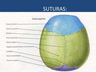 SUTURAS: 