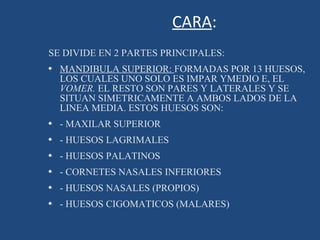 CARA : SE DIVIDE EN 2 PARTES PRINCIPALES: MANDIBULA SUPERIOR:  FORMADAS POR 13 HUESOS, LOS CUALES UNO SOLO ES IMPAR YMEDIO E, EL  VOMER.  EL RESTO SON PARES Y LATERALES Y SE SITUAN SIMETRICAMENTE A AMBOS LADOS DE LA LINEA MEDIA. ESTOS HUESOS SON: - MAXILAR SUPERIOR - HUESOS LAGRIMALES - HUESOS PALATINOS - CORNETES NASALES INFERIORES - HUESOS NASALES (PROPIOS) - HUESOS CIGOMATICOS (MALARES) 