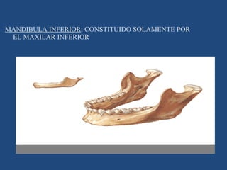 MANDIBULA INFERIOR : CONSTITUIDO SOLAMENTE POR  EL MAXILAR INFERIOR 