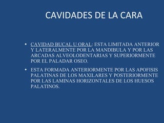 CAVIDADES DE LA CARA CAVIDAD BUCAL U ORAL : ESTA LIMITADA ANTERIOR Y LATERALMENTE POR LA MANDIBULA Y POR LAS ARCADAS ALVEOLODENTARIAS Y SUPERIORMENTE POR EL PALADAR OSEO. ESTA FORMADA ANTERIORMENTE POR LAS APOFISIS PALATINAS DE LOS MAXILARES Y POSTERIORMENTE POR LAS LAMINAS HORIZONTALES DE LOS HUESOS PALATINOS. 