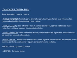 CAVIDADES ORBITARIAS: Tiene 4 paredes, 1 base y 1 vértice. - PARED SUPERIOR : formada por la lámina horizontal del hueso frontal, cara inferior del ala menor del esfenoides, fosa lagrimal y fosa troclear. - PARED LATERAL : cara orbitaria del ala mayor del esfenoides, apófisis orbitaria del hueso malar, fisura orbitaria superior, fisura orbitaria inferior. - PARED INFERIOR : carilla orbitaria del maxilar, carilla orbitaria del cigomático, apófisis orbitaria del palatino y conducto infraorbitario. - PARED MEDIAL : apófisis frontal del maxilar, hueso lagrimal, lámina orbitaria del etmoides, canal lagrimal, conducto nasolagrimal y agujero etmoidal anterior y posterior. - BASE : Frontal, cigomático y maxilar. - VERTICE:   Conducto óptico. 