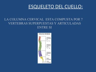 ESQUELETO DEL CUELLO: LA COLUMNA CERVICAL  ESTA COMPUSTA POR 7 VERTEBRAS SUPERPUESTAS Y ARTICULADAS ENTRE SI 