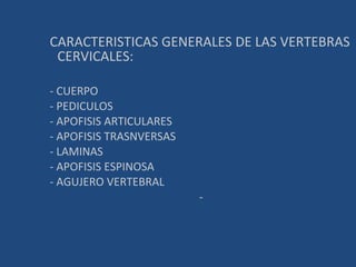 CARACTERISTICAS GENERALES DE LAS VERTEBRAS CERVICALES: - CUERPO - PEDICULOS - APOFISIS ARTICULARES - APOFISIS TRASNVERSAS - LAMINAS - APOFISIS ESPINOSA - AGUJERO VERTEBRAL - 