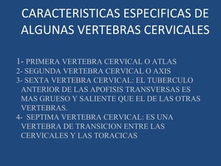 CARACTERISTICAS ESPECIFICAS DE ALGUNAS VERTEBRAS CERVICALES 1-  PRIMERA VERTEBRA CERVICAL O ATLAS 2- SEGUNDA VERTEBRA CERVICAL O AXIS 3- SEXTA VERTEBRA CERVICAL: EL TUBERCULO ANTERIOR DE LAS APOFISIS TRANSVERSAS ES MAS GRUESO Y SALIENTE QUE EL DE LAS OTRAS VERTEBRAS. 4-  SEPTIMA VERTEBRA CERVICAL: ES UNA VERTEBRA DE TRANSICION ENTRE LAS CERVICALES Y LAS TORACICAS 