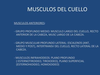 MUSCULOS DEL CUELLO MUSCULOS ANTERIORES : - GRUPO PROFUNDO MEDIO: MUSCULO LARGO DEL CUELLO, RECTO ANTERIOR DE LA CABEZA, MUSC LARGO DE LA CABEZA. - GRUPO MUSCULAR PROFUNDO LATERAL: ESCALENOS (ANT, MEDIO Y POST), INTERTRANSV DEL CUELLO, RECTO LATERAL DE LA CABEZA. - MUSCULOS INFRAHIODEOS: PLANO PROFUNDO ( ESTERNOTIROIDEO, TIROIODEO), PLANO SUPERFICIAL (ESTERNOHIOIDEO, HOMOIOIDEO) 