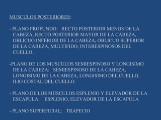 MUSCULOS POSTERIORES : - PLANO PROFUNDO:  RECTO POSTERIOR MENOS DE LA CABEZA, RECTO POSTERIOR MAYOR DE LA CABEZA, OBLICUO INFERIOR DE LA CABEZA, OBLICUO SUPERIOR DE LA CABEZA, MULTIFIDO, INTERESPINOSOS DEL CUELLO. -PLANO DE LOS MUSCULOS SEMIESPINOSO Y LONGISIMO DE LA CABEZA:  SEMIESPINOSO DE LA CABEZA, LONGISIMO DE LA CABEZA, LONGISIMO DEL CUELLO, ILIO COSTAL DEL CUELLO. - PLANO DE LOS MUSCULOS ESPLENIO Y ELEVADOR DE LA ESCAPULA:  ESPLENIO, ELEVADOR DE LA ESCAPULA - PLANO SUPERFICIAL:  TRAPECIO 