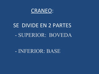 CRANEO : SE  DIVIDE EN 2 PARTES - SUPERIOR:  BOVEDA - INFERIOR: BASE 