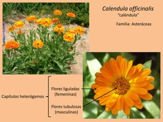 www.intersemillas.es
Calendula officinalis
“caléndula”
Familia: Asteráceas
Capítulos heterógamos
Flores liguladas
(femeninas)
Flores tubulosas
(masculinas)