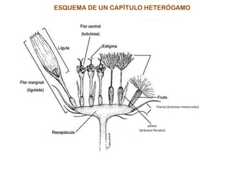 ESQUEMA DE UN CAPÍTULO HETERÓGAMO
papus
páleas
(brácteas florales)
Filarias (brácteas involucrales)