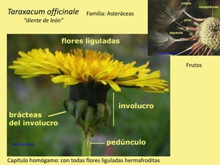 www.unavarra.es
www.unavarra.es
Taraxacum officinale
“diente de león”
Familia: Asteráceas
Capítulo homógamo: con todas flores liguladas hermafroditas
Frutos
