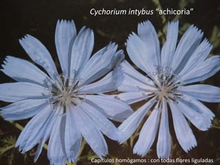 Cychorium intybus “achicoria”
Capítulos homógamos : con todas flores liguladas