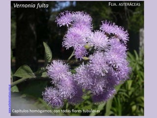 www.arbolesnativos.org.ar
Vernonia fulta FLIA. ASTERÁCEAS
Capítulos homógamos: con todas flores tubulosas