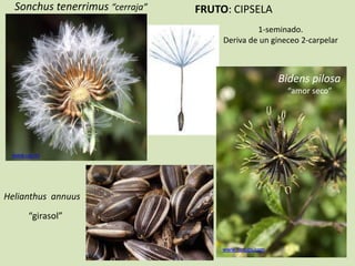 FRUTO: CIPSELA
1-seminado.
Deriva de un gineceo 2-carpelar
Bidens pilosa
“amor seco”
“girasol”
Sonchus tenerrimus “cerraja”
Helianthus annuus
www.ijacobs.com
www.ugr.es