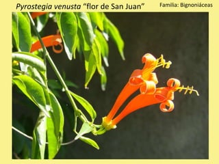 Pyrostegia venusta “flor de San Juan” Familia: Bignoniáceas
 