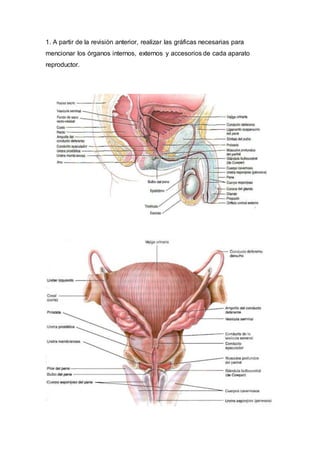 1. A partir de la revisión anterior, realizar las gráficas necesarias para
mencionar los órganos internos, externos y accesorios de cada aparato
reproductor.
 