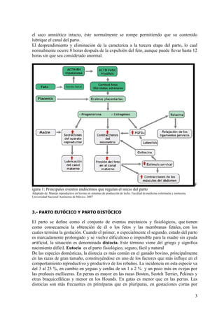 3
el saco amniótico intacto, éste normalmente se rompe permitiendo que su contenido
lubrique el canal del parto.
El desprendimiento y eliminación de la caracteriza a la tercera etapa del parto, lo cual
normalmente ocurre 8 horas después de la expulsión del feto, aunque puede llevar hasta 12
horas sin que sea considerado anormal.
F
igura 1: Principales eventos endócrinos que regulan el inicio del parto
Adaptado de: Manejo reproductivo en bovino en sistemas de producción de leche. Facultad de medicina veterinaria y zootecnia.
Universidad Nacional Autónoma de México. 2007
3.- PARTO EUTÓCICO Y PARTO DISTÓCICO
El parto se define como el conjunto de eventos mecánicos y fisiológicos, que tienen
como consecuencia la obtención de él o los fetos y las membranas fetales, con los
cuales termina la gestación. Cuando el primer, o especialmente el segundo, estado del parto
es marcadamente prolongado y se vuelve dificultoso o imposible para la madre sin ayuda
artificial, la situación es denominada distocia. Este término viene del griego y significa
nacimiento difícil. Eutocia es el parto fisiológico, seguro, fácil y natural
De las especies domésticas, la distocia es más común en el ganado bovino, principalmente
en las razas de gran tamaño, constituyéndose en uno de los factores que más influye en el
comportamiento reproductivo y productivo de los rebaños. La incidencia en esta especie va
del 3 al 25 %, en cambio en yeguas y cerdas de un 1 a 2 % y un poco más en ovejas por
las preñeces melliceras. En perras es mayor en las razas Boston, Scotch Terrier, Pekines y
otras braquicefálicas y menor en los Hounds. En gatas es menor que en las perras. Las
distocias son más frecuentes en primíparas que en pluríparas, en gestaciones cortas por
 