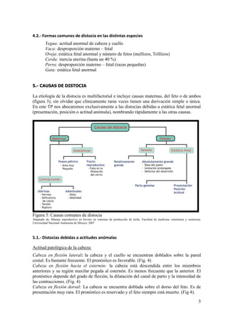 5
4.2.- Formas comunes de distocia en las distintas especies
Yegua: actitud anormal de cabeza y cuello
Vaca: desproporción materno – fetal
Oveja: estática fetal anormal y número de fetos (mellizos, Trillizos)
Cerda: inercia uterina (hasta un 40 %)
Perra: desproporción materno – fetal (razas pequeñas)
Gata: estática fetal anormal
5.- CAUSAS DE DISTOCIA
La etiología de la distocia es multifactorial e incluye causas maternas, del feto o de ambos
(figura 3), sin olvidar que clínicamente raras veces tienen una derivación simple o única.
En este TP nos abocaremos exclusivamente a las distocias debidas a estática fetal anormal
(presentación, posición o actitud anómala), nombrando rápidamente a las otras causas.
Figura 3: Causas comunes de distocia
Adaptado de: Manejo reproductivo en bovino en sistemas de producción de leche. Facultad de medicina veterinaria y zootecnia.
Universidad Nacional Autónoma de México. 2007
5.1.- Distocias debidas a actitudes anómalas
Actitud patológica de la cabeza:
Cabeza en flexión lateral: la cabeza y el cuello se encuentran doblados sobre la pared
costal. Es bastante frecuente. El pronóstico es favorable. (Fig. 4)
Cabeza en flexión hacia el esternón: la cabeza está descendida entre los miembros
anteriores y su región maxilar pegada al esternón. Es menos frecuente que la anterior. El
pronóstico depende del grado de flexión, la dilatación del canal de parto y la intensidad de
las contracciones. (Fig. 4)
Cabeza en flexión dorsal: La cabeza se encuentra doblada sobre el dorso del feto. Es de
presentación muy rara. El pronóstico es reservado y el feto siempre está muerto. (Fig 4).
 