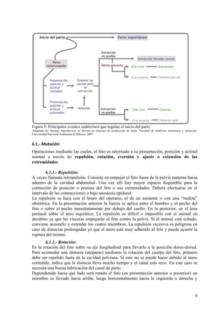 9
Figura 5: Principales eventos endócrinos que regulan el inicio del parto
Adaptado de: Manejo reproductivo en bovino en sistemas de producción de leche. Facultad de medicina veterinaria y zootecnia.
Universidad Nacional Autónoma de México. 2007
6.1.- Mutación
Operaciones mediante las cuales, el feto es retornado a su presentación, posición y actitud
normal a través de repulsión, rotación, eversión y ajuste o extensión de las
extremidades
6.1.1.- Repulsión:
A veces llamada retropulsión. Consiste en empujar el feto fuera de la pelvis materna hacia
adentro de la cavidad abdominal. Una vez allí hay mayor espacio disponible para la
corrección de posición o postura del feto o sus extremidades. Deberá efectuarse en el
intervalo de las contracciones o bajo anestesia epidural.
La repulsión se hace con el brazo del operario, el de un asistente o con una “muleta”
obstétrica. En la presentación anterior la fuerza se aplica entre el hombro y el pecho del
feto o sobre el pecho inmediatamente por debajo del cuello. En la posterior, en el área
perineal sobre el arco isquiático. La repulsión es difícil o imposible con el animal en
decúbito ya que las vísceras empujarán al feto contra la pelvis. Si el animal está echado,
conviene acostarlo y extender los cuatro miembros. La repulsión excesiva es peligrosa en
caso de distocias prolongadas ya que el útero está muy adherido al feto y puede ocurrir la
ruptura del mismo.
6.1.2.- Rotación:
Es la rotación del feto sobre su eje longitudinal para llevarlo a la posición dorso-dorsal.
Para acomodar una distocia (uníparas) mediante la rotación del cuerpo del feto, primero
debe ser repelido fuera de la cavidad pelviana. Si esto no se puede hacer debido al útero
contraído, indica que la distocia lleva mucho tiempo y el canal está seco. En este caso se
necesita una buena lubricación del canal de parto.
Dependiendo hacia qué lado será rotado el feto (en presentación anterior o posterior) un
miembro es llevado hacia arriba, luego horizontalmente hacia la izquierda o derecha y
 