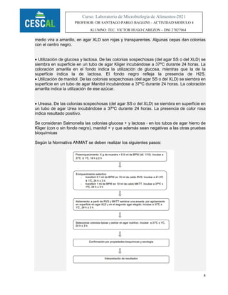 4
Curso: Laboratorio de Microbiología de Alimentos-2021
PROFESOR: DR SANTIAGO PABLO BAGGINI – ACTIVIDAD MODULO 4
ALUMNO: TEC. VICTOR HUGO CABEZON – DNI 27827964
medio vira a amarillo, en agar XLD son rojas y transparentes. Algunas cepas dan colonias
con el centro negro.
 Utilización de glucosa y lactosa. De las colonias sospechosas (del agar SS o del XLD) se
siembra en superficie en un tubo de agar Kliger incubándose a 37ºC durante 24 horas. La
coloración amarilla en el fondo indica la utilización de glucosa, mientras que la de la
superficie indica la de lactosa. El fondo negro refleja la presencia de H2S.
 Utilización de manitol. De las colonias sospechosas (del agar SS o del XLD) se siembra en
superficie en un tubo de agar Manitol incubándose a 37ºC durante 24 horas. La coloración
amarilla indica la utilización de ese azúcar.
 Ureasa. De las colonias sospechosas (del agar SS o del XLD) se siembra en superficie en
un tubo de agar Urea incubándose a 37ºC durante 24 horas. La presencia de color rosa
indica resultado positivo.
Se consideran Salmonella las colonias glucosa + y lactosa ‐ en los tubos de agar hierro de
Kliger (con o sin fondo negro), manitol + y que además sean negativas a las otras pruebas
bioquímicas
Según la Normativa ANMAT se deben realizar los siguientes pasos:
 