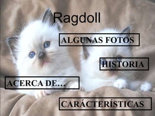 Ragdoll
ACERCA DE…
ALGUNAS FOTOS
HISTORIA
CARÁCTERÍSTICAS
 