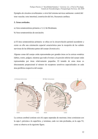 Tp 4 sensibilidad somática | PDF