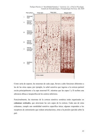 Tp 4 sensibilidad somática | PDF