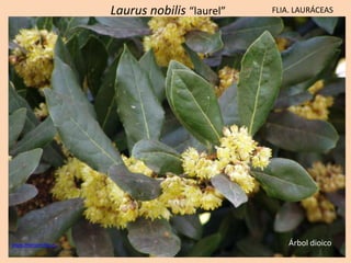 Laurus nobilis “laurel” FLIA. LAURÁCEAS
www.intersemillas.es Árbol dioico
 
