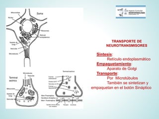 Sinapsis neuronal - Clase teorica Fisiología médica | PDF