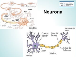 Sinapsis neuronal - Clase teorica Fisiología médica | PDF