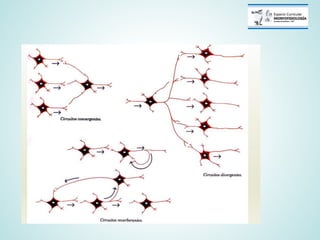 Sinapsis neuronal - Clase teorica Fisiología médica | PDF