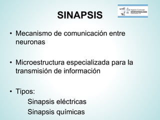 Sinapsis neuronal - Clase teorica Fisiología médica | PDF