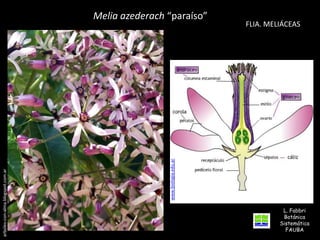 FLIA. MELIÁCEAS

www.biologia.edu.ar

arboles-con-alma.blogspot.com.ar

Melia azederach “paraíso”

L. Fabbri
Botánica
Sistemática
FAUBA

 