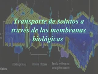 Transporte de solutos a través de las membranas biológicas  