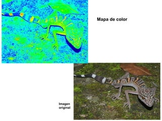 Mapa de color




Imagen
original
 