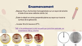 _Déposer 10 µL d’urine bien homogénéisée sur un rayon de la boite
à l’aide d’une anse calibrée stérile (a).
_Étaler le dépôt en stries perpendiculaires au rayon sur toute la
surface de la gélose (b).
_ Incuber 18 à 24 heures à 37°C.
*NB: si le prélèvement a été recueilli par ponction vésicale, on
ensemence 100 µL d’urine
Ensemencement
 
