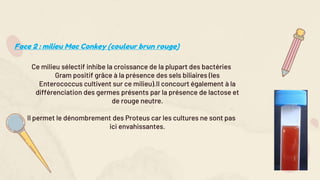 Face 2 : milieu Mac Conkey (couleur brun rouge)
Ce milieu sélectif inhibe la croissance de la plupart des bactéries
Gram positif grâce à la présence des sels biliaires (les
Enterococcus cultivent sur ce milieu).Il concourt également à la
différenciation des germes présents par la présence de lactose et
de rouge neutre.
Il permet le dénombrement des Proteus car les cultures ne sont pas
ici envahissantes.
 