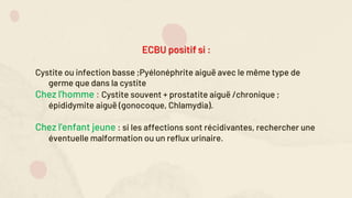 ECBU positif si :
Cystite ou infection basse ;Pyélonéphrite aiguë avec le même type de
germe que dans la cystite
Chez l'homme : Cystite souvent + prostatite aiguë /chronique ;
épididymite aiguë (gonocoque, Chlamydia).
Chez l'enfant jeune : si les affections sont récidivantes, rechercher une
éventuelle malformation ou un reflux urinaire.
 