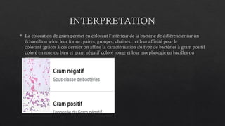 INTERPRETATION
 La coloration de gram permet en colorant l’intérieur de la bactérie de différencier sur un
échantillon selon leur forme: paires; groupes; chaines…et leur affinité pour le
colorant ;grâces à ces dernier on affine la caractérisation du type de bactéries à gram positif
coloré en rose ou bleu et gram négatif coloré rouge et leur morphologie en bacilles ou
coques
 