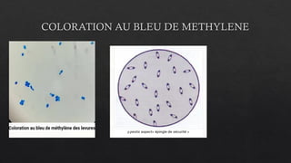 COLORATION AU BLEU DE METHYLENE
 