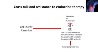 Cross talk and resistance to endocrine therapy
HER1/HER2
Alteration ER
Tamoxifen
Ais
Fulvestrant?
Direct ER phosphorilation
Recruitment of co-activators
Repression or ER functions
Repression of ER synthesis
Tumor cell proliferation
 