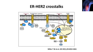 ER-HER2 crosstalks
Miller T W et al. JCO 2011;29:4452-4461
 
