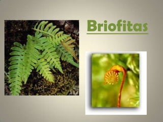 Briofitas 