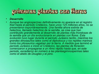 • Desarrollo 
• Aunque las angiospermas definitivamente no aparece en el registro 
fósil hasta el periodo Cretácico, hace unos 125 millones años, no se 
presentaron espontáneamente. Una familia ahora extinta de 
helechos, llamado helechos de la semilla, se cree que han 
contribuido grandemente al desarrollo de plantas más frondosas de 
la semilla que un día evolucionaría en plantas con flores. Esta 
evolución tuvo lugar durante el período Jurásico tardío, mientras los 
grandes dinosaurios tales como el diplodocus y los reptiles marinos 
como los pliosaurios vagaban por la tierra. A medida que terminó el 
período Jurásico e inició el Cretácico, las plantas de floración 
comenzaron a propagarse a un ritmo rápido hasta que, en este 
periodo, excedieron en número a las plantasgimnospermas tales 
como el abeto de Douglas y el pino. 
 