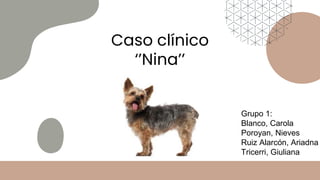 Caso clínico
‘’Nina’’
Grupo 1:
Blanco, Carola
Poroyan, Nieves
Ruiz Alarcón, Ariadna
Tricerri, Giuliana
 
