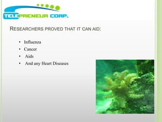 RESEARCHERS PROVED THAT IT CAN AID: 
• Influenza 
• Cancer 
• Aids 
• And any Heart Diseases 
 