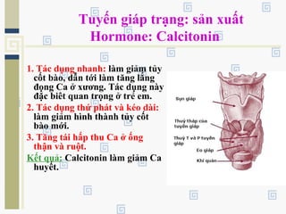 Tuyến giáp trạng: sản xuất
Hormone: Calcitonin
1. Tác dụng nhanh: làm giảm tủy
cốt bào, dẫn tới làm tăng lắng
đọng Ca ở xương. Tác dụng này
đặc biêt quan trọng ở trẻ em.
2. Tác dụng thứ phát và kéo dài:
làm giảm hình thành tủy cốt
bào mới.
3. Tăng tái hấp thu Ca ở ống
thận và ruột.
Kết quả: Calcitonin làm giảm Ca
huyết.
 